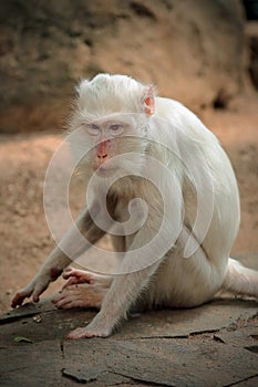 Albino white macaque
