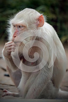 Albino white macaque