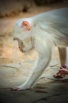 albino white monkey