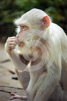 albino white monkey