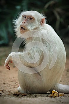 albino white monkey