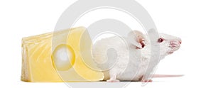 Albino white mouse next to a piece of cheese,