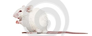 Albino white mouse sitting, Mus musculus photo