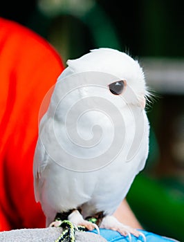Albino white owl