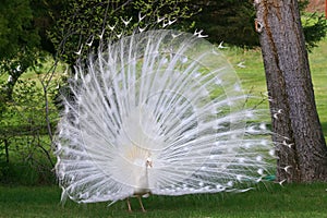 Albino White Peacock