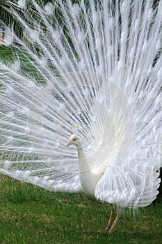 Albino White Peacock photo
