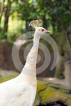 Albino white peacock