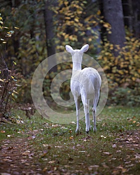 Albino white-tailed deer