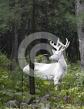 Albino White-tailed deer buck