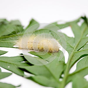 Albino woolly caterpillar