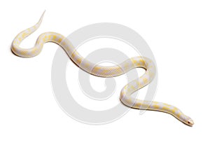 Albinos abberant eastern kingsnake