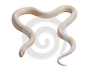 Albinos banana eastern kingsnake