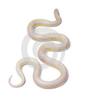 Albinos banana eastern kingsnake