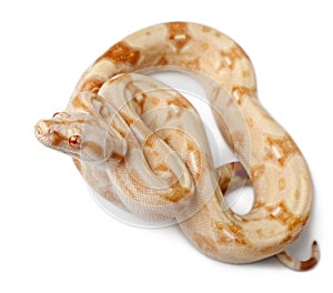 Albinos Boa constrictor, Boa constrictor