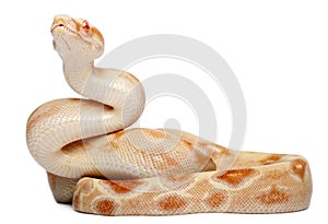 Albinos Boa constrictor, Boa constrictor