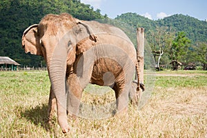 Albinos Elephant