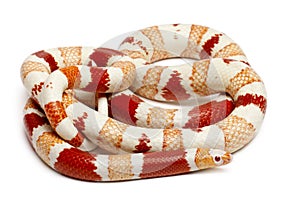 Albinos Honduran milk snake, Lampropeltis triangulum hondurensis