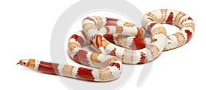 Albinos Honduran milk snake, Lampropeltis triangulum hondurensis
