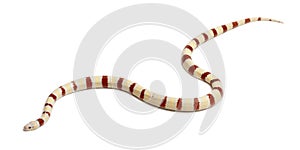 Albinos Kingsnake, Lampropeltis ruthveni