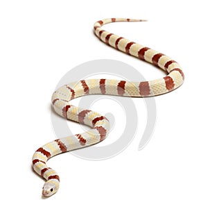 Albinos Kingsnake, Lampropeltis ruthveni