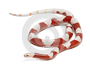 Albinos milk snake or milksnake, Lampropeltis