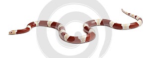 Albinos milk snake or milksnake, Lampropeltis