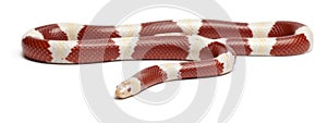 Albinos milk snake or milksnake, Lampropeltis