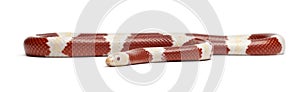 Albinos milk snake or milksnake, Lampropeltis triangulum nelsoni