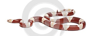 Albinos milk snake or milksnake, Lampropeltis triangulum nelsoni