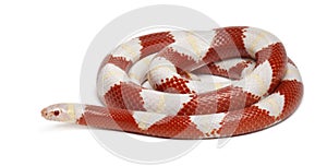 Albinos milk snake or milksnake, Lampropeltis triangulum nelsoni