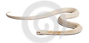 Albinos monocled cobra - Naja kaouthia (poisonous)