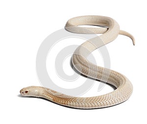 Albinos monocled cobra - Naja kaouthia (poisonous) photo