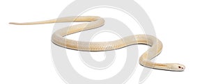 Albinos monocled cobra - Naja kaouthia (poisonous)