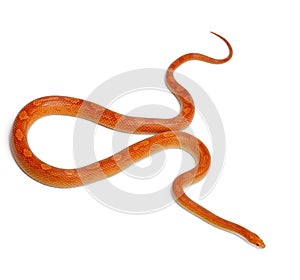 Albinos mothley Corn Snake or Red Rat Snake