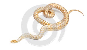 Albinos Pacific gopher snake or coast gopher