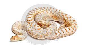 Albinos Pacific gopher snake or coast gopher snake, pituophis ca