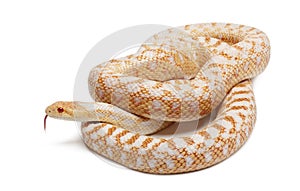 Albinos Pacific gopher snake or coast gopher snake, pituophis catenifer annectans applegate