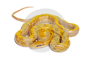 Albinos t+ Beauty rat snake, orthriophis taeniura taeniura