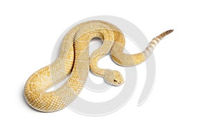 Albinos western diamondback rattlesnake