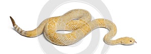 Albinos western diamondback rattlesnake