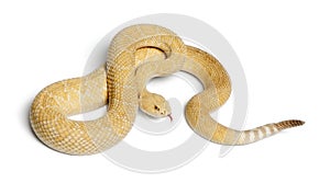 albinos western diamondback rattlesnake - Crotalus atrox, poison