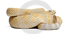 Albinos western diamondback rattlesnake - Crotalus atrox, poisonous