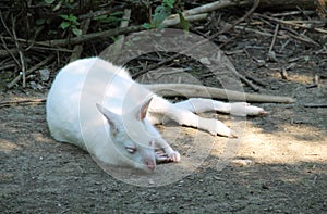 Albinotic red-necked wallaby