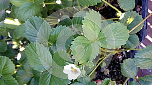 Albion strawberry, Fragaria ananassa 'Albion'