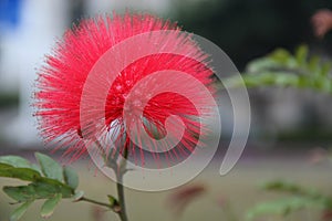 Albizia flower