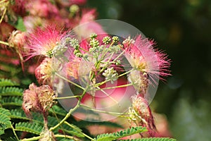 Albizia Julibrissin