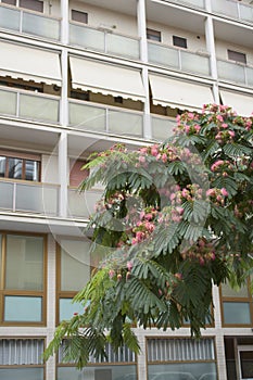 Albizia julibrissin in bloom