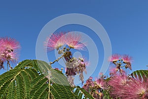 Albizia julibrissin in bloom