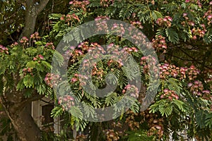 Albizia julibrissin Durazz  or Persian, mimosa tree with beautiful flowers in Sredna gora mountain