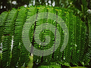 albizia julibrissin or mimosa plant Easily grown in average, medium moisture, well-drained soils in full sun to light shade photo